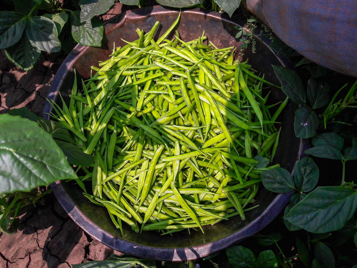 From Bean to Belly: The Surprising Journey of the Fiber Inside Sunfiber®
