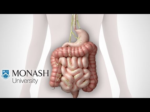 IBS symptoms, the low FODMAP diet and the Monash app that can help video
